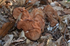 Gyromitra fastigiata