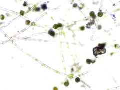 Oedogonium cryptoporum