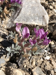 Astragalus newberryi