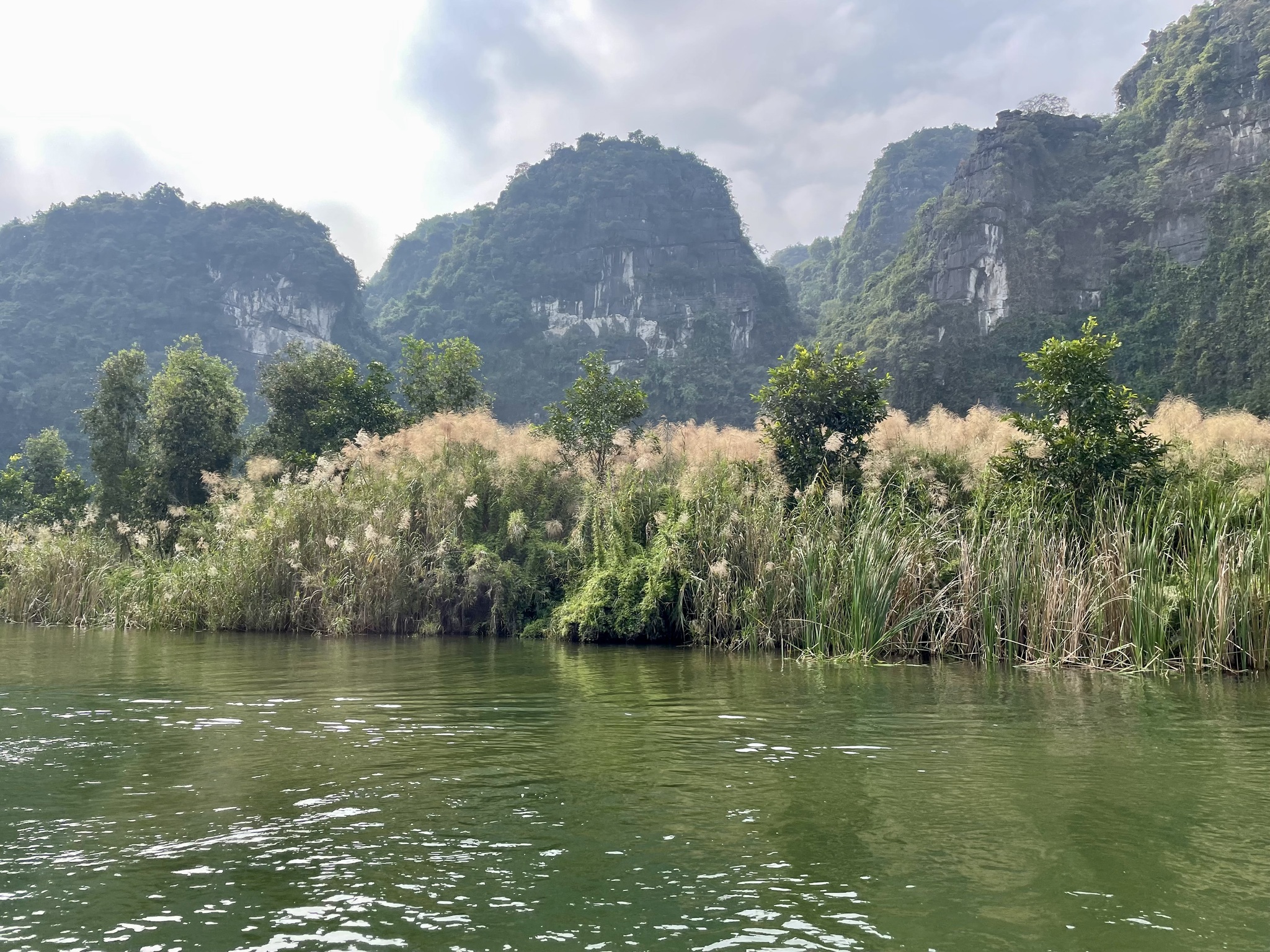 Miscanthus floridulus — ảnh 3