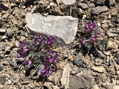 Astragalus newberryi
