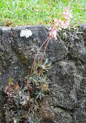 Begonia heracleifolia image