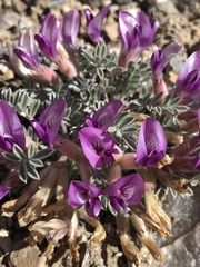 Astragalus newberryi