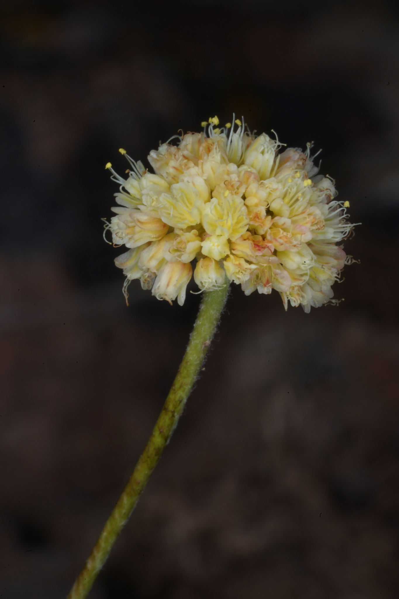 Eriogonum chrysops