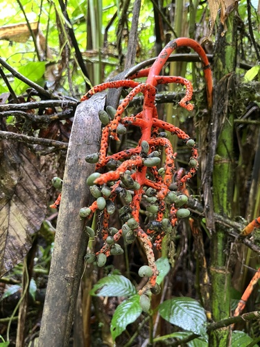 pacaya palm