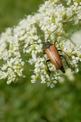 Pedostrangalia pubescens