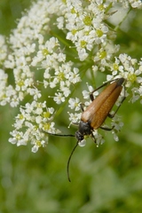 Pedostrangalia pubescens