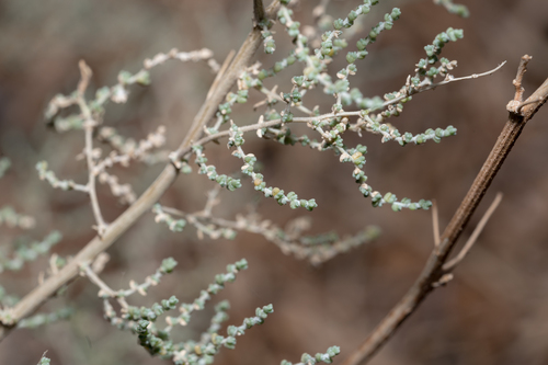 Aegaean Saltwort (Caroxylon aegaeum)