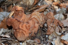 Gyromitra fastigiata