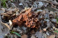Gyromitra fastigiata
