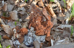 Gyromitra fastigiata