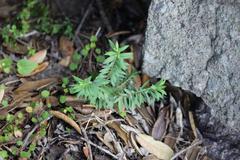 Pimelea tomentosa
