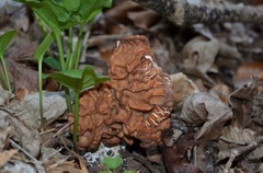 Gyromitra fastigiata