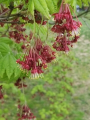 Acer japonicum