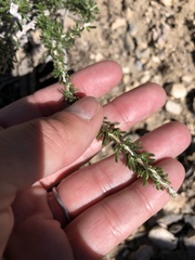 Tetradymia glabrata