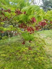 Acer japonicum