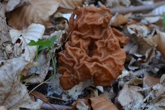Gyromitra fastigiata