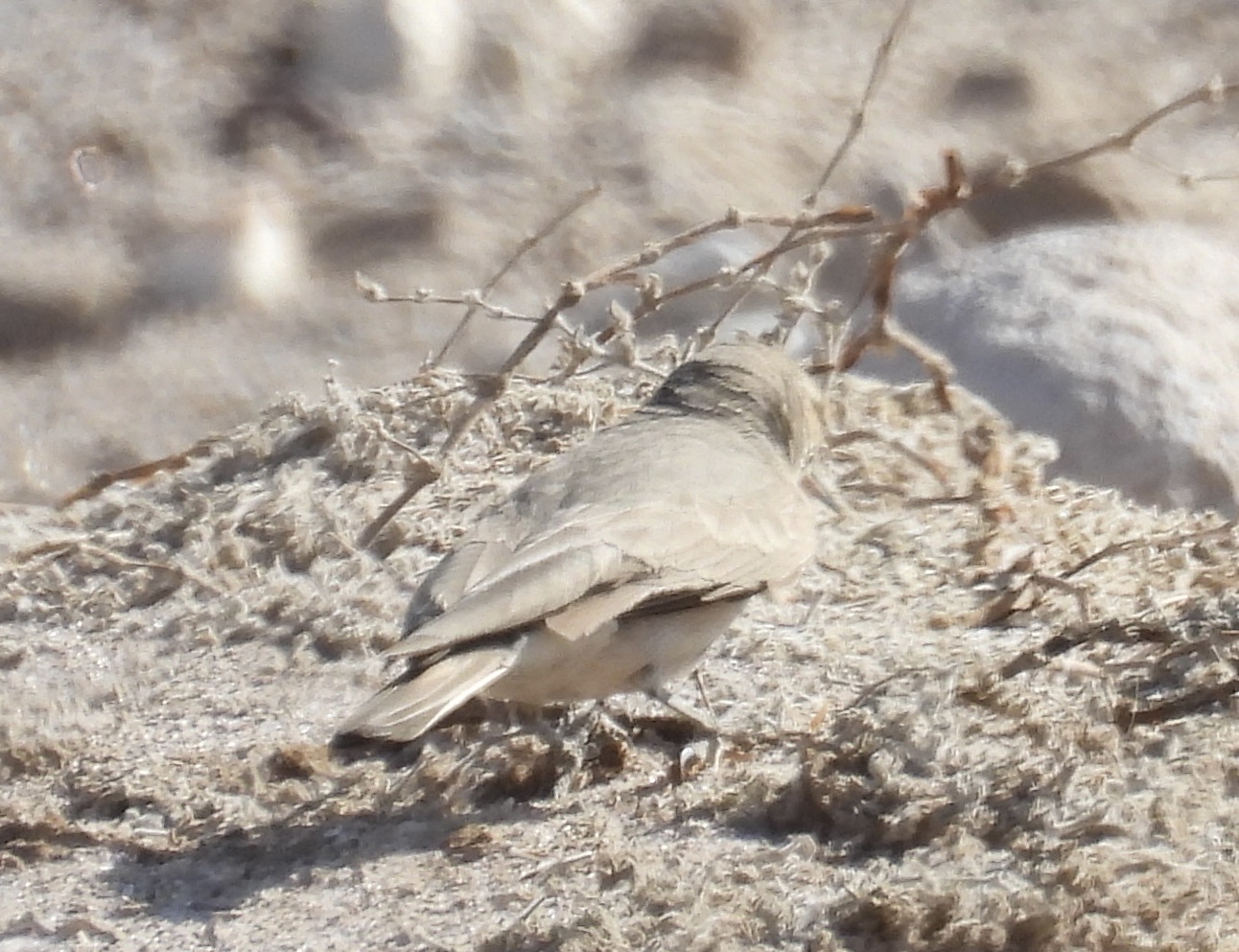 Greyish Miner (Geositta maritima), photo 8