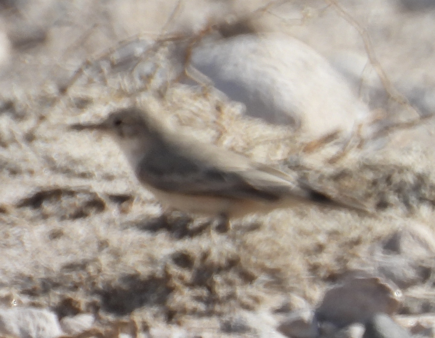 Greyish Miner (Geositta maritima), photo 9