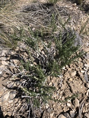 Tetradymia glabrata