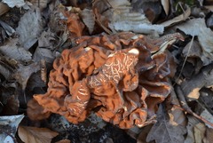 Gyromitra fastigiata