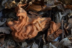 Gyromitra fastigiata