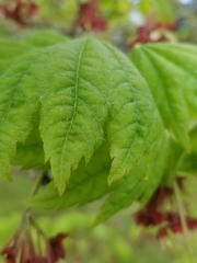 Acer japonicum