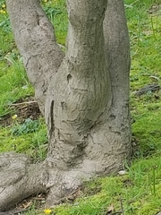 Acer japonicum