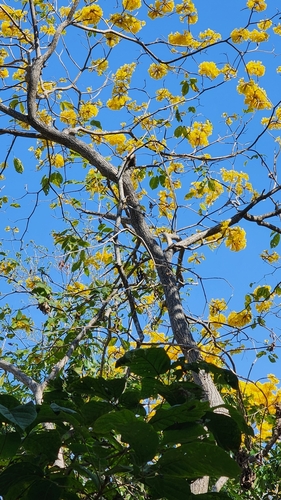 Image of Roseodendron donnell by (c) Jim Wallace, some rights reserved (CC BY)