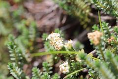 Pimelea urvilleana