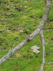 Acer japonicum