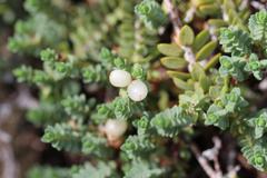 Pimelea urvilleana