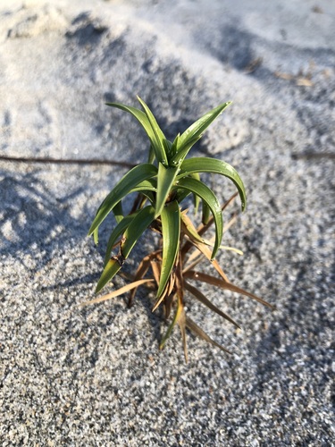Image of Cyperus pedunculatus by (c) jonsense, some rights reserved (CC BY)