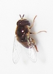 Paragus borbonicus