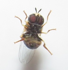 Paragus borbonicus