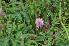 Mimosa nuttallii