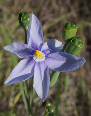Nemastylis geminiflora