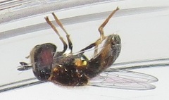 Paragus borbonicus