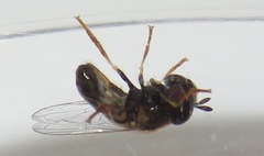 Paragus borbonicus
