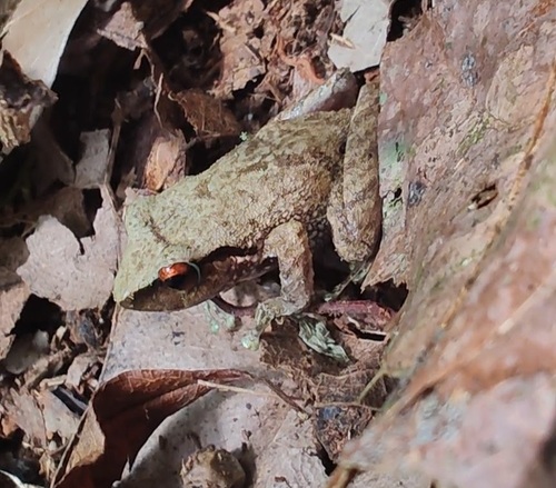 Pristimantis campesino