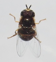 Paragus borbonicus