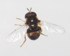 Paragus borbonicus