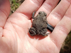 Anaxyrus americanus charlesmithi