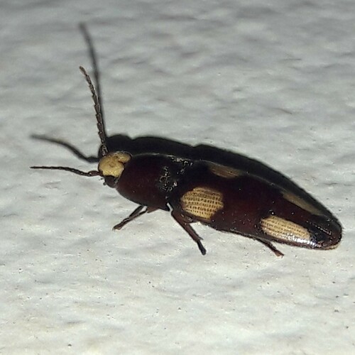Physorhinus, 2024-02-23
