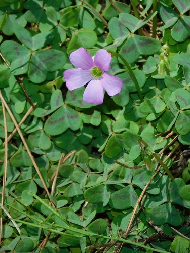 violet woodsorrel