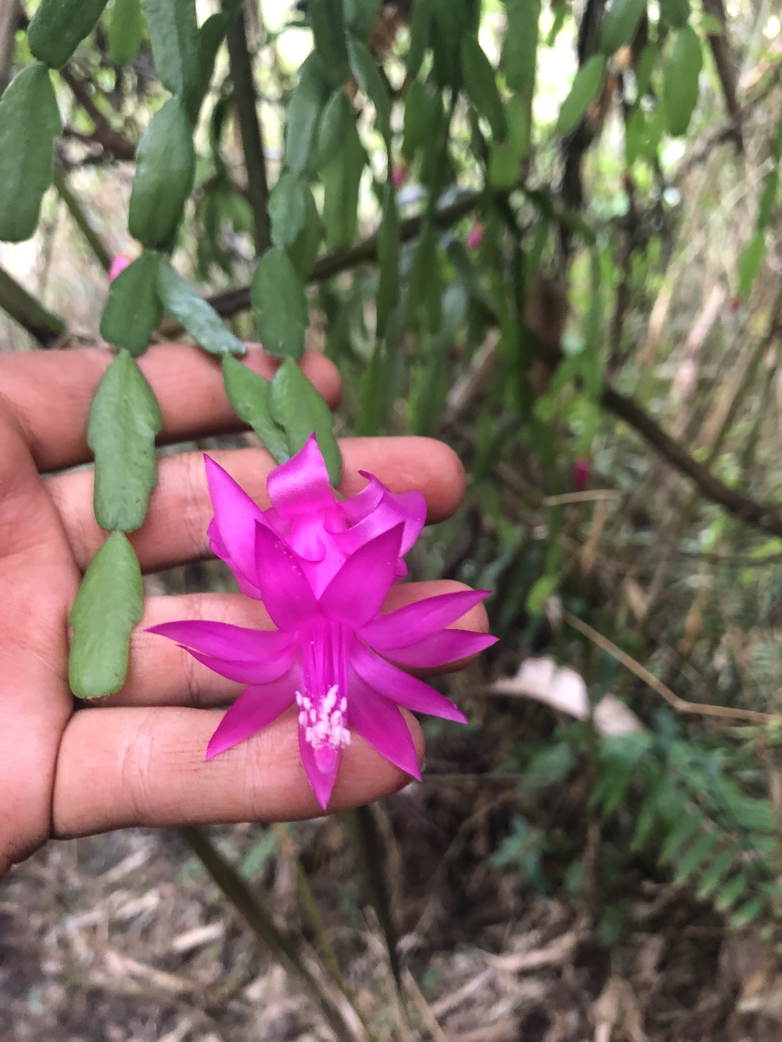 Imagem de Flor-de-maio
