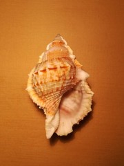 Bufonaria rana