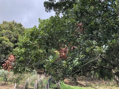 Quercus benthamii