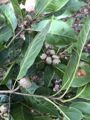 Quercus benthamii