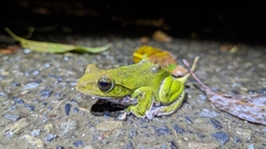 Amami Green Tree Frog photo 3